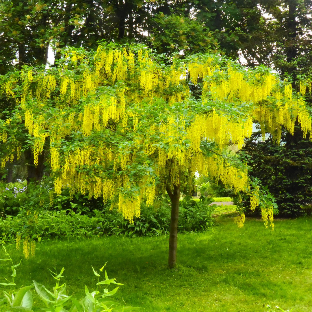 A medium-sized tree with a lot of dangling trails of yellow blossoms.