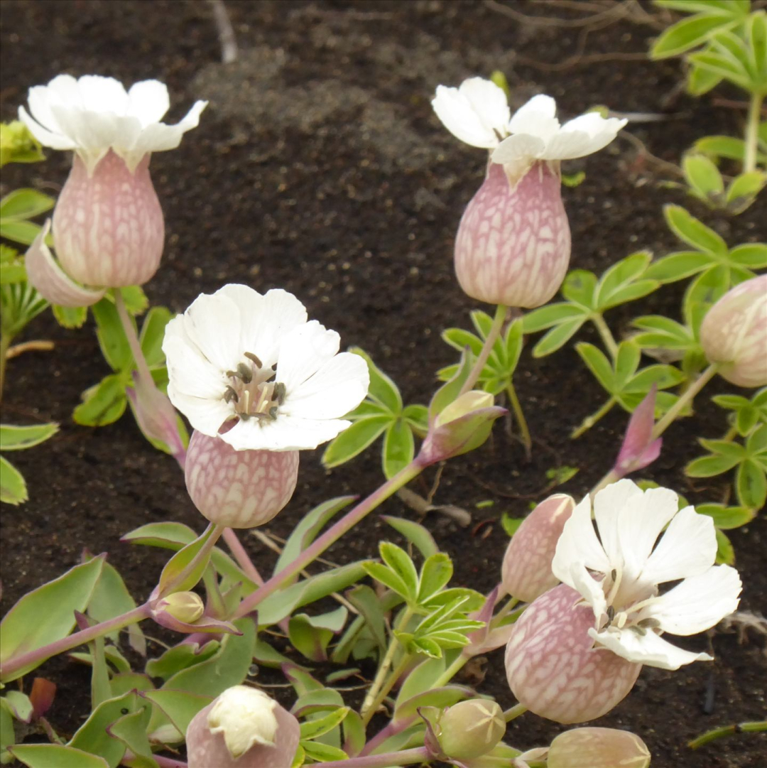 Several small flowers. White petals with yellow centres. The bodies of the flowers are pale bink and bulbous.