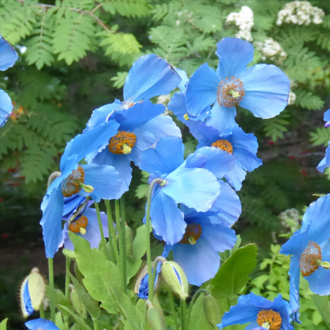 Bright blue poppies.