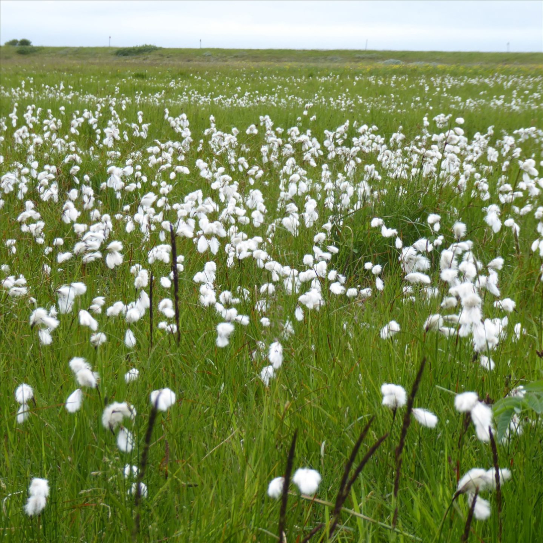 A field of cottongrass, with wispy white tufts resembling cotton balls.