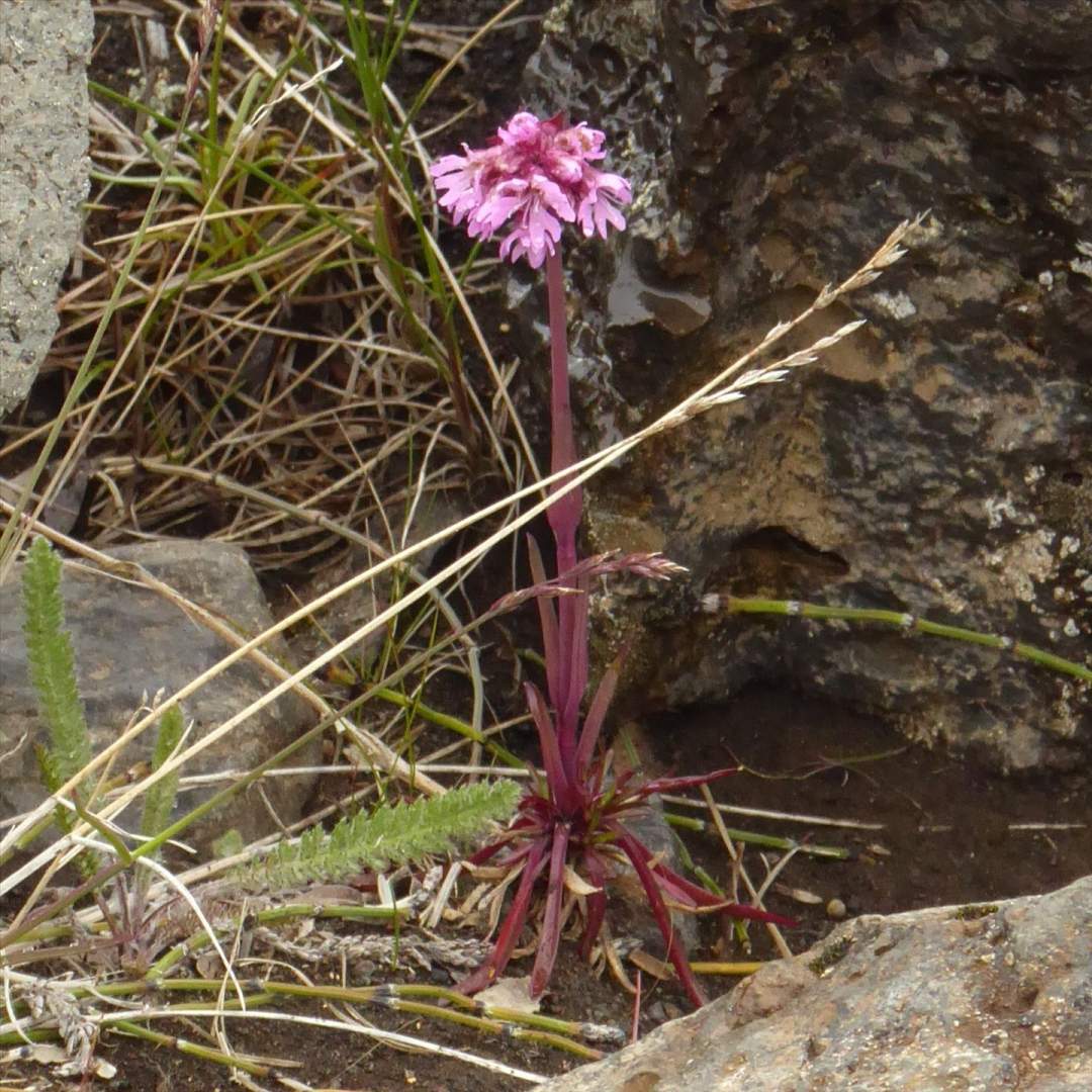 A single small flower, purple on a purple stem.