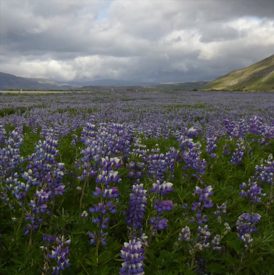A field of purple lupins, with rolling hills in the distance.