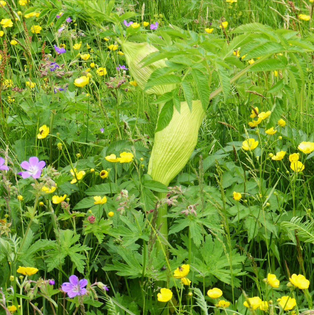 A short of green-leaved wildflowers of various types.